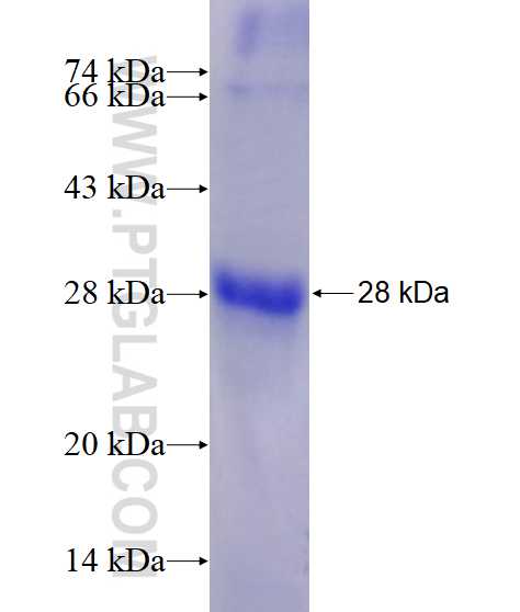 Tnfa fusion protein Ag24089 SDS-PAGE