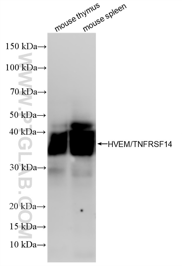 Western Blot (WB) analysis of various lysates using HVEM/TNFRSF14 Recombinant monoclonal antibody (87402-1-RR)