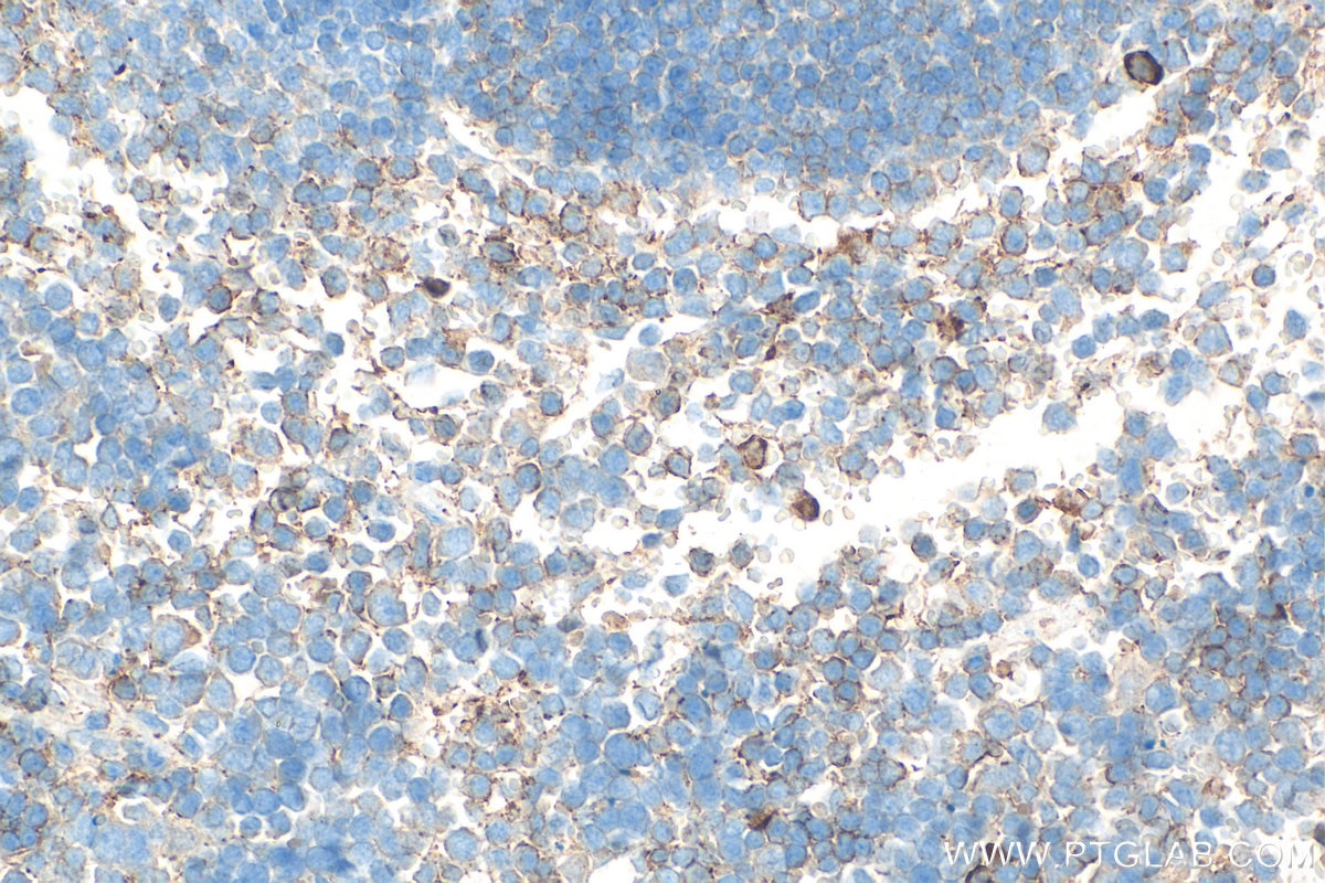 Immunohistochemistry (IHC) staining of mouse spleen tissue using Tnfsf18 Polyclonal antibody (32743-1-AP)