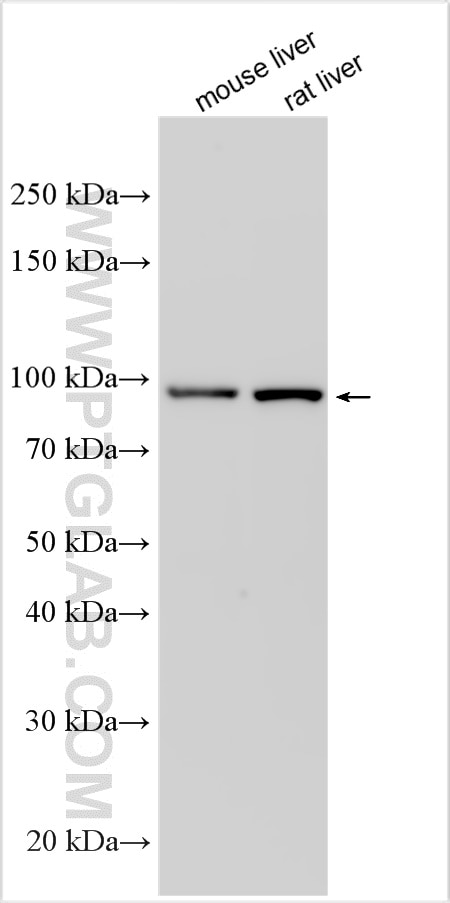 Western Blot (WB) analysis of various lysates using Transferrin Receptor 2/TFR2 Polyclonal antibody (32381-1-AP)