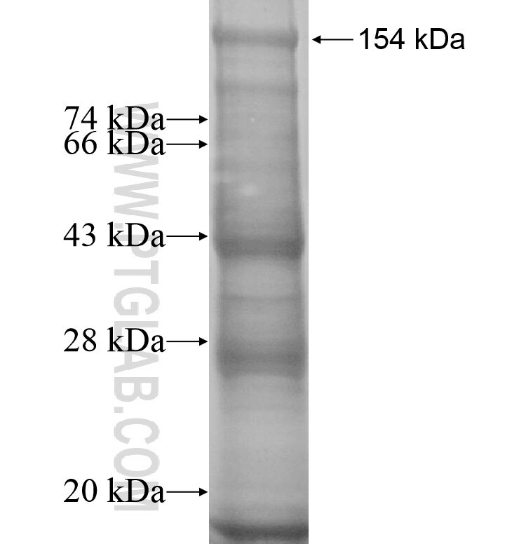 Trappc9,NIBP fusion protein Ag14016 SDS-PAGE