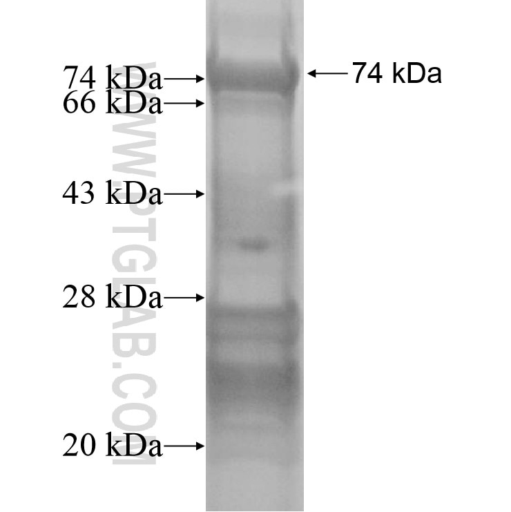 Trappc9,NIBP fusion protein Ag14017 SDS-PAGE