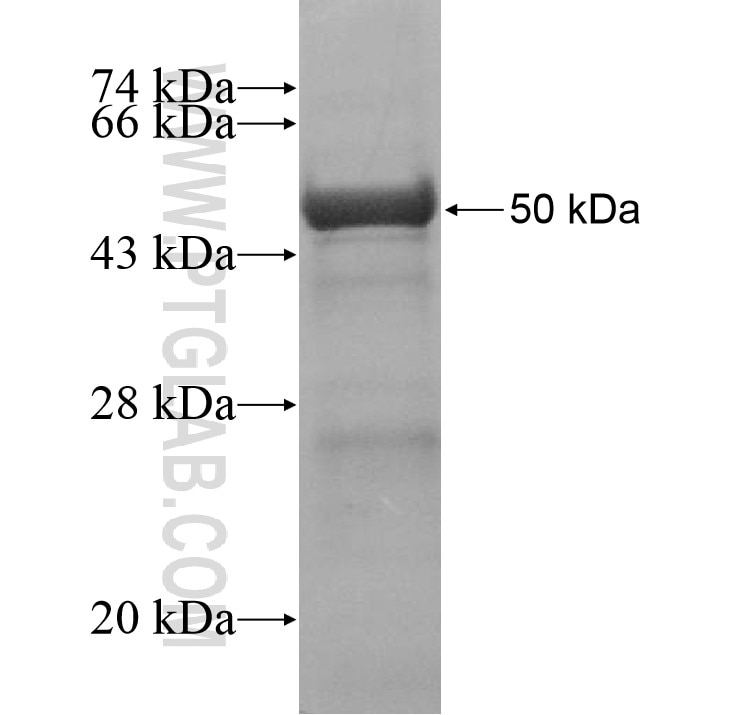 Trappc9,NIBP fusion protein Ag14018 SDS-PAGE