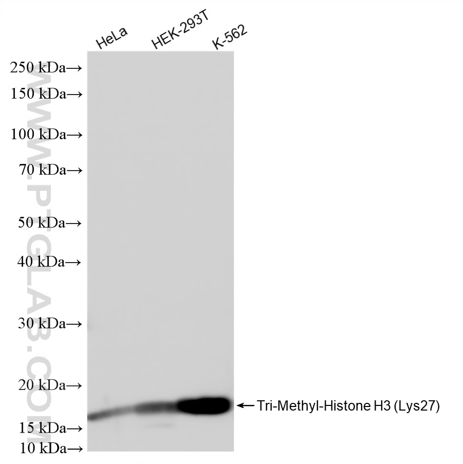 Western Blot (WB) analysis of various lysates using Tri-Methyl-Histone H3 (Lys27) Recombinant monoclon (86992-1-RR)