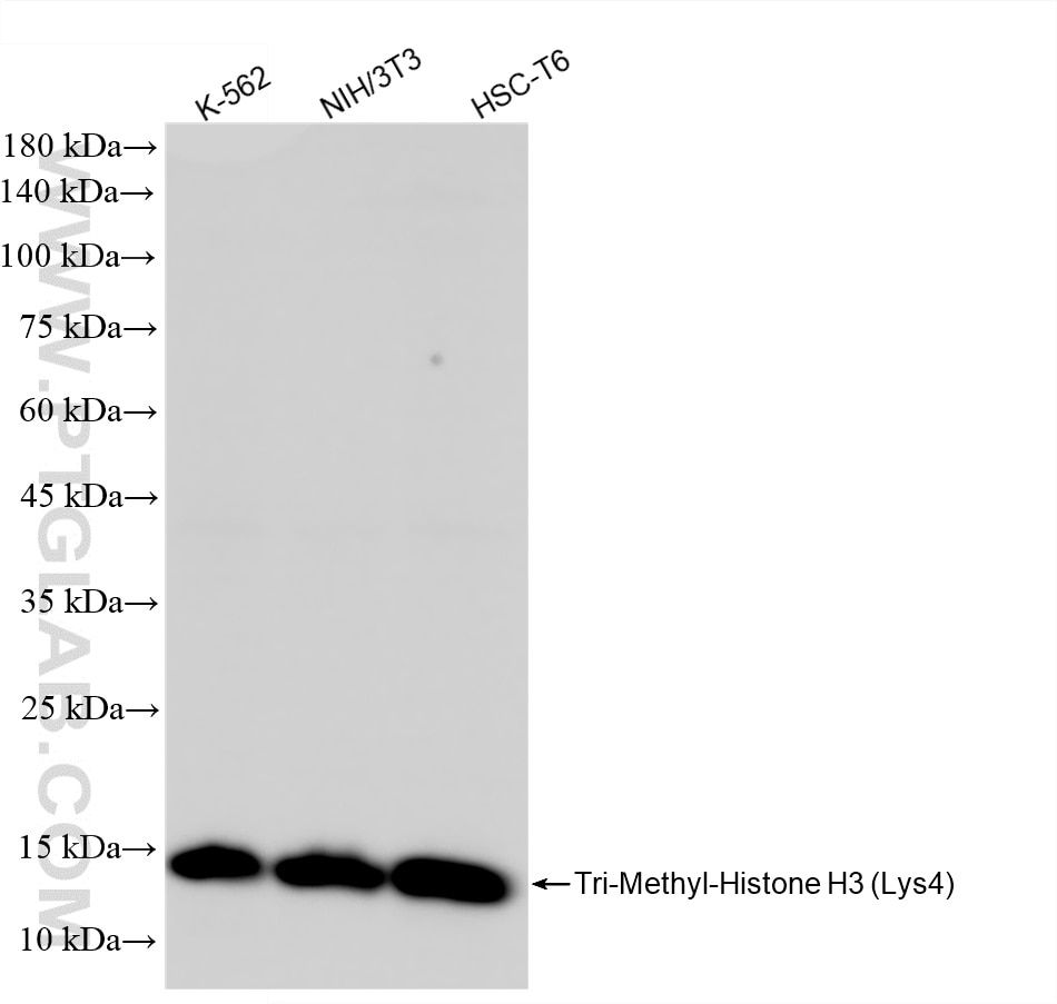 WB analysis using 84908-3-RR Western Blot (WB) analysis of various lysates using Tri-Methyl-Histone H3 (Lys4) Recombinant monoclona (84908-3-RR)