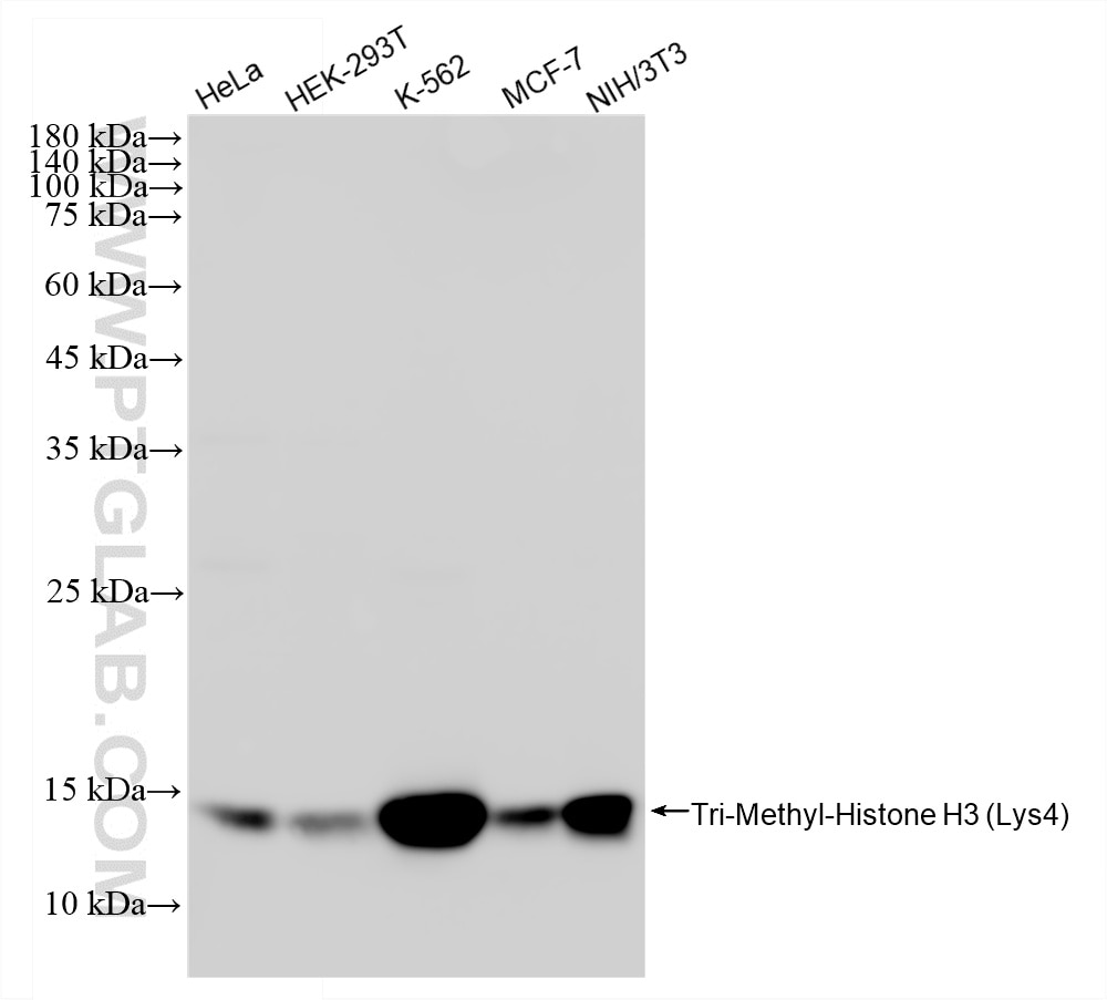 WB analysis using 84908-3-RR Western Blot (WB) analysis of various lysates using Tri-Methyl-Histone H3 (Lys4) Recombinant monoclona (84908-3-RR)
