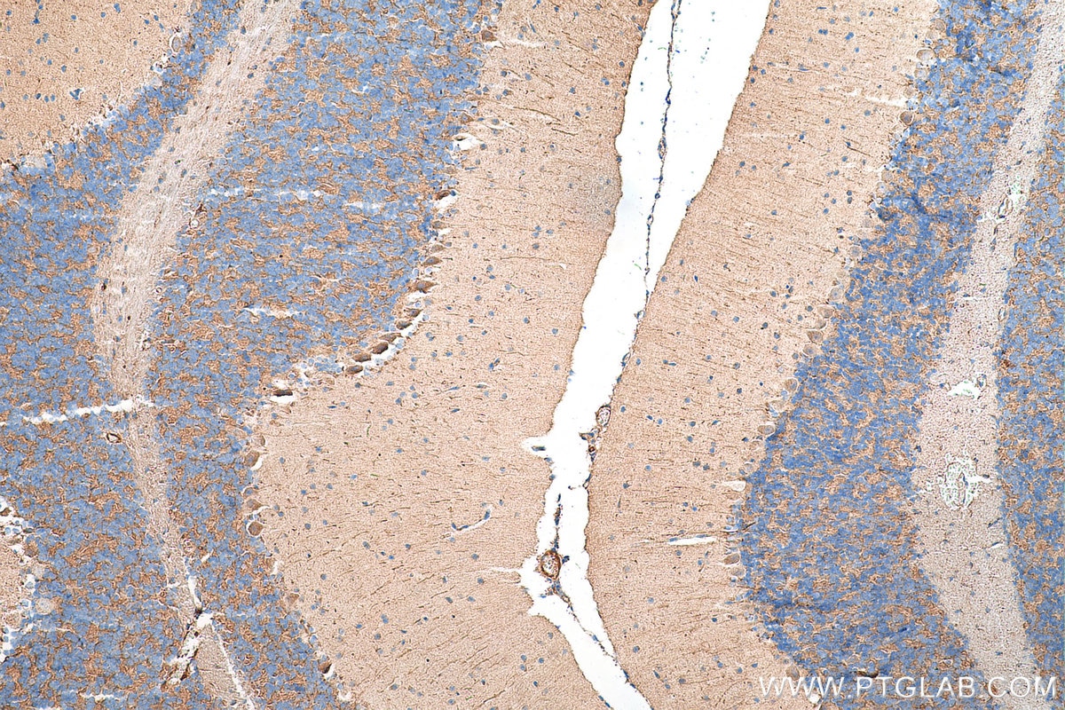 Immunohistochemistry (IHC) staining of mouse cerebellum tissue using TrkB Polyclonal antibody (29961-1-AP)