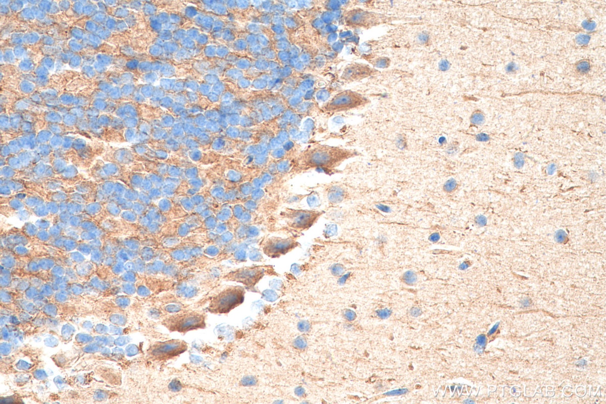 Immunohistochemistry (IHC) staining of mouse cerebellum tissue using TrkB Polyclonal antibody (29961-1-AP)