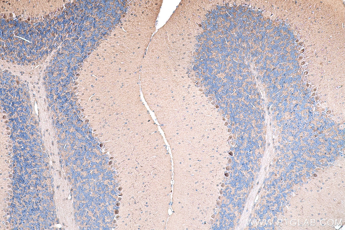 Immunohistochemistry (IHC) staining of mouse cerebellum tissue using TrkB Polyclonal antibody (29961-1-AP)