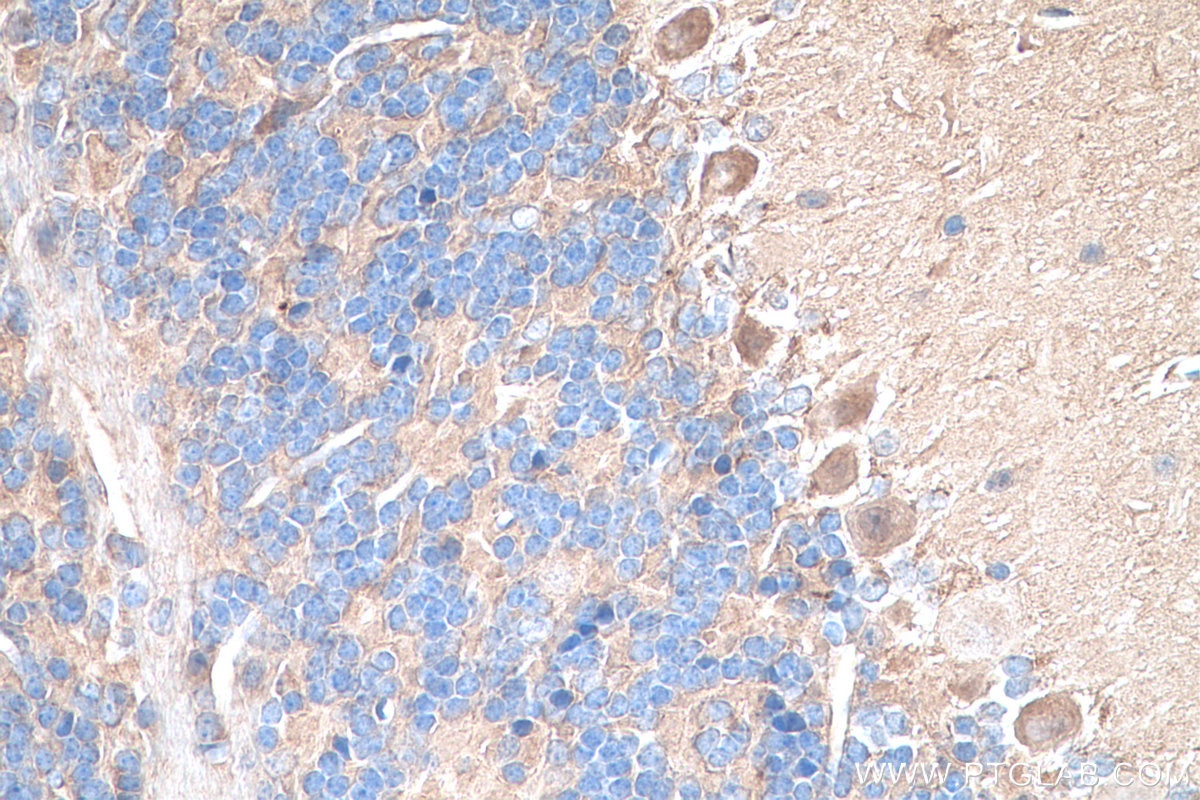 Immunohistochemistry (IHC) staining of mouse cerebellum tissue using TrkB Polyclonal antibody (29961-1-AP)