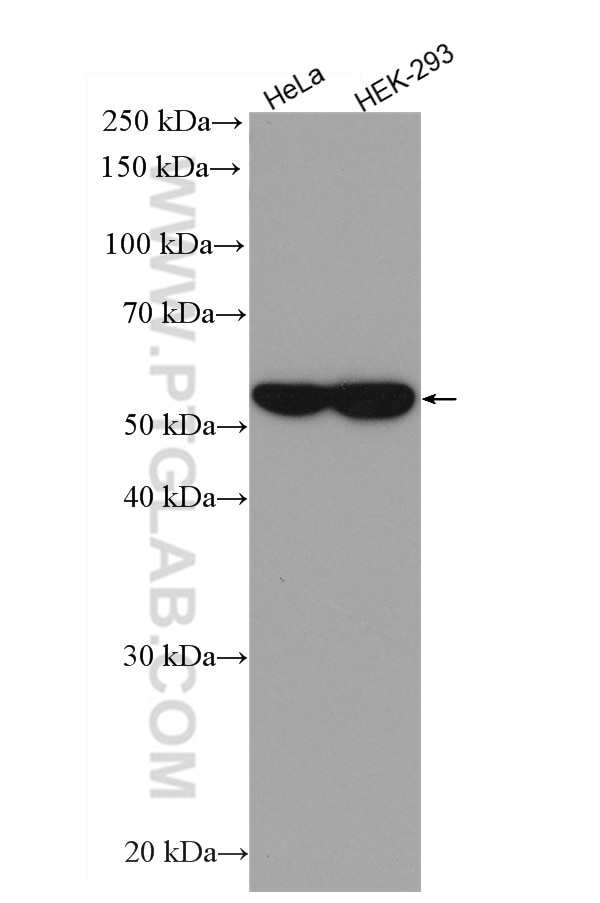 Western Blot (WB) analysis of HeLa cells using HRP-conjugated Alpha Tubulin Monoclonal antibody (HRP-66031)