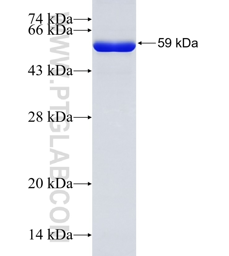 Tubulin-Alpha fusion protein Ag18034 SDS-PAGE