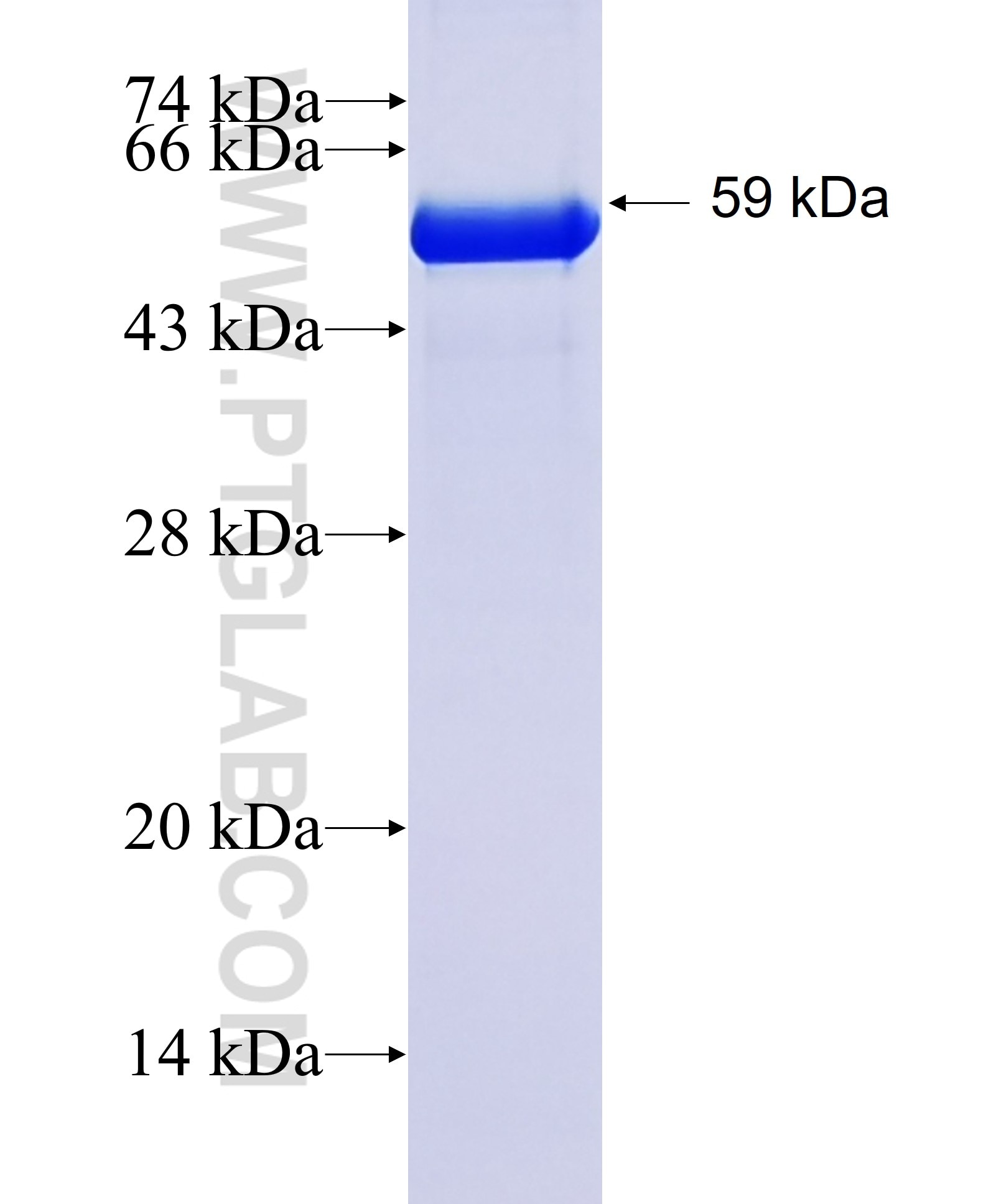 Tubulin-Alpha fusion protein Ag18034 SDS-PAGE