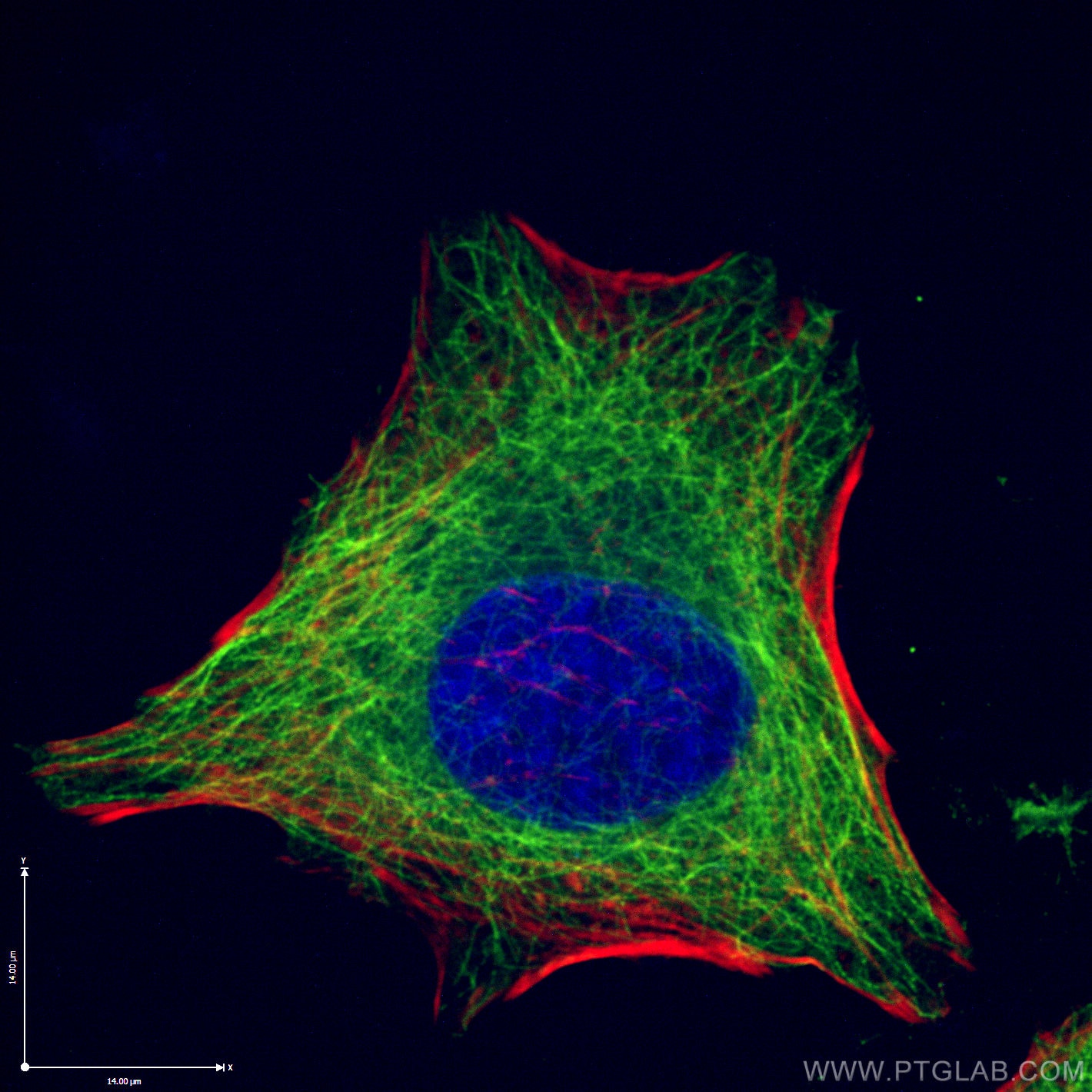 Immunofluorescence (IF) / fluorescent staining of HeLa cells using Beta Tubulin Monoclonal antibody (66240-1-Ig)