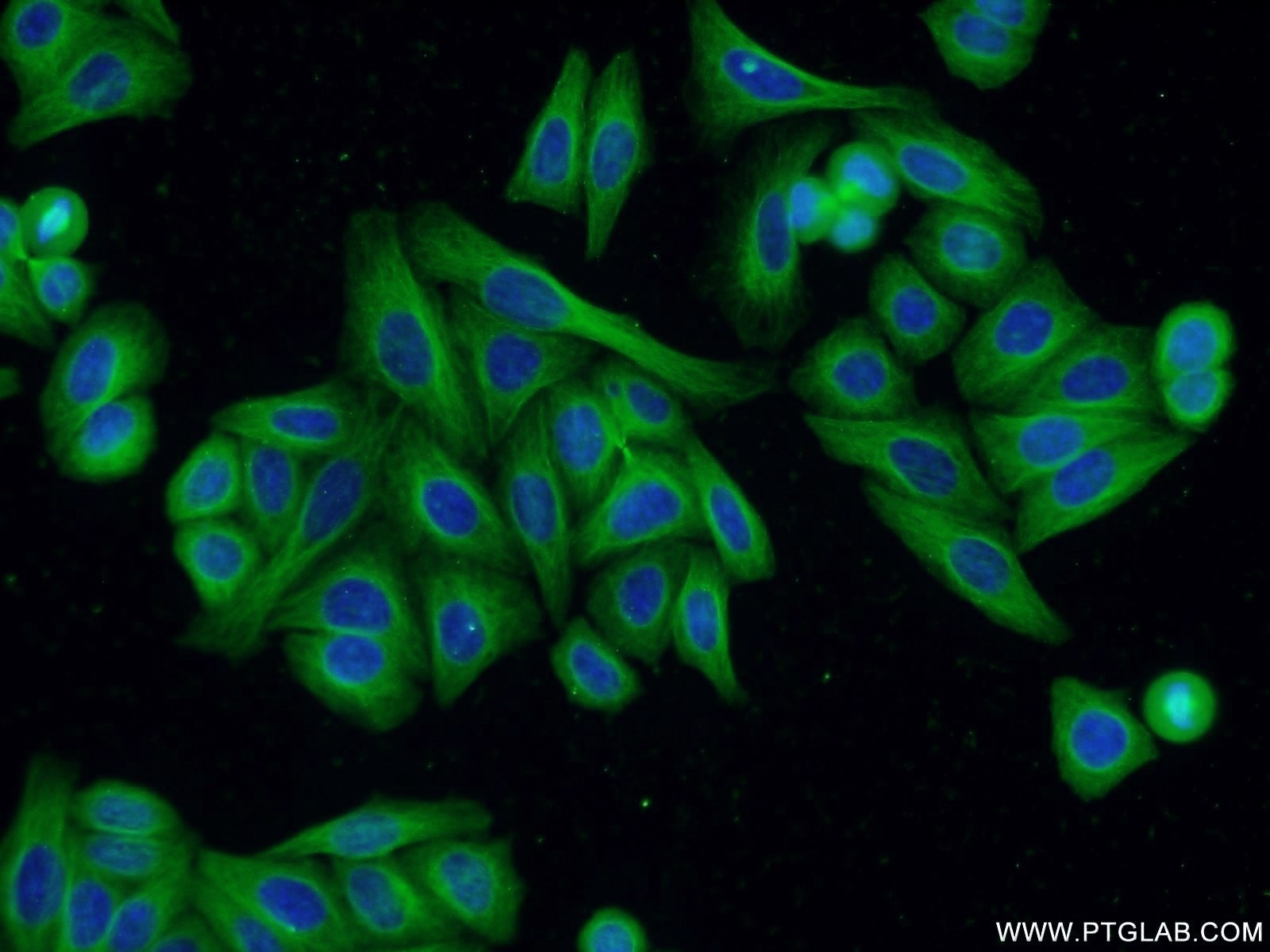 Immunofluorescence (IF) / fluorescent staining of HepG2 cells using Beta Tubulin Monoclonal antibody (66240-1-Ig)