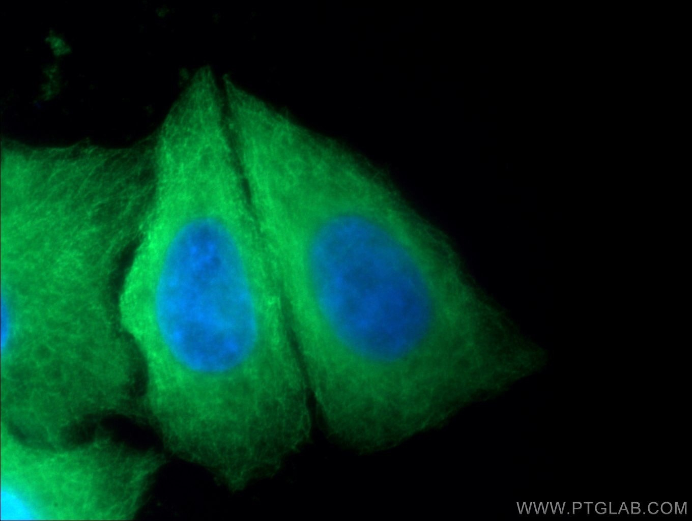 Immunofluorescence (IF) / fluorescent staining of HepG2 cells using Beta Tubulin Monoclonal antibody (66240-1-Ig)