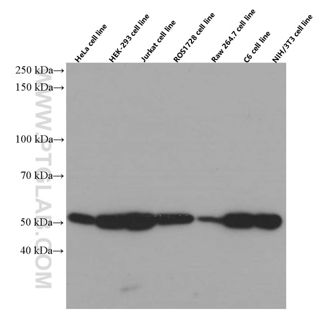 Beta Tubulin