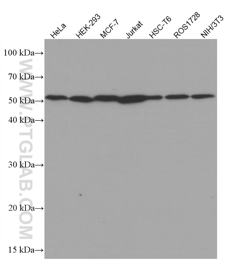Western Blot (WB) analysis of various lysates using Beta Tubulin Monoclonal antibody (66240-1-Ig)