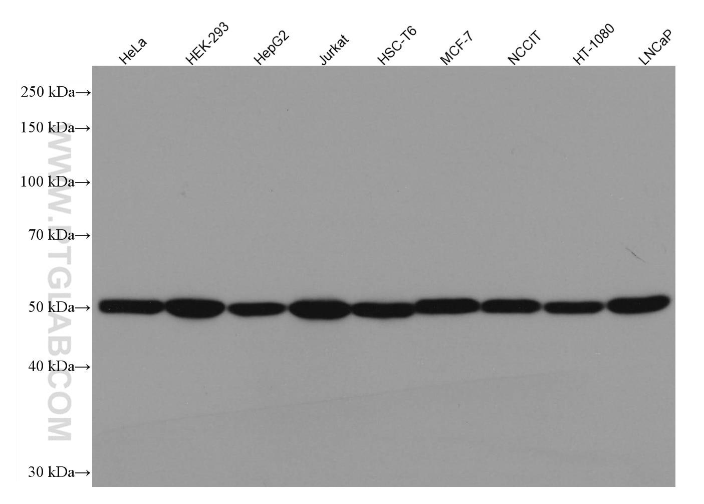 Western Blot (WB) analysis of various lysates using Beta Tubulin Monoclonal antibody (66240-1-Ig)