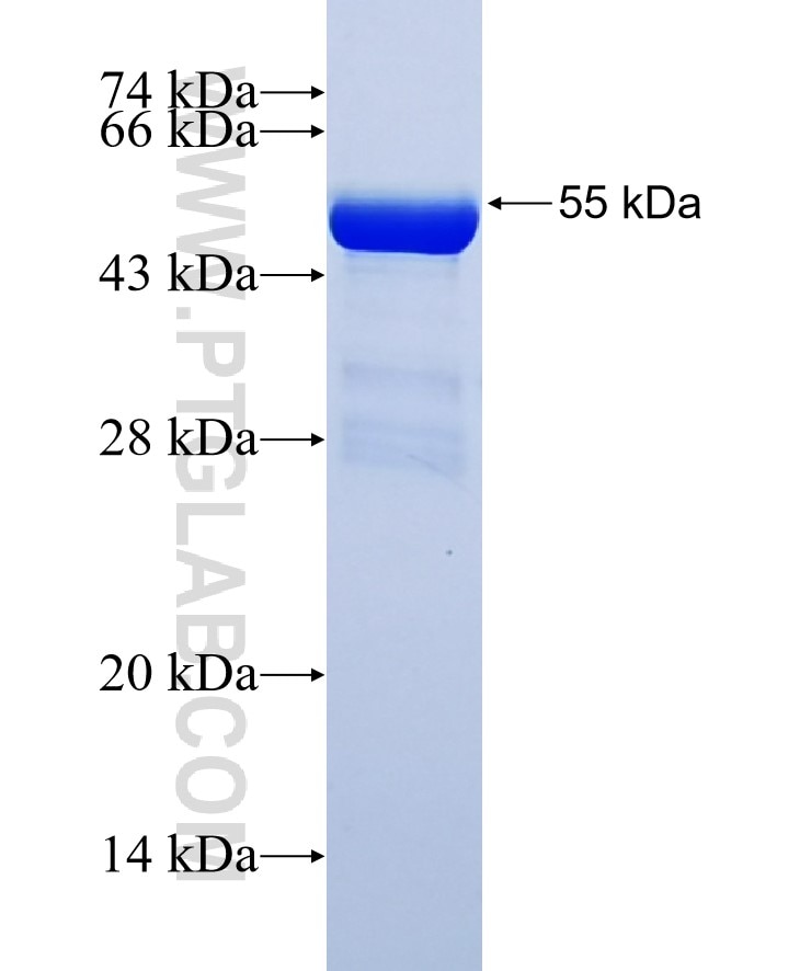 Tubulin-beta fusion protein Ag0117 SDS-PAGE