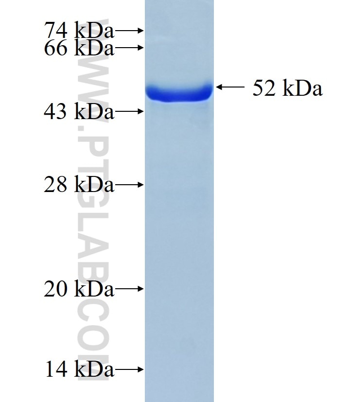 Tubulin-beta fusion protein Ag0117 SDS-PAGE