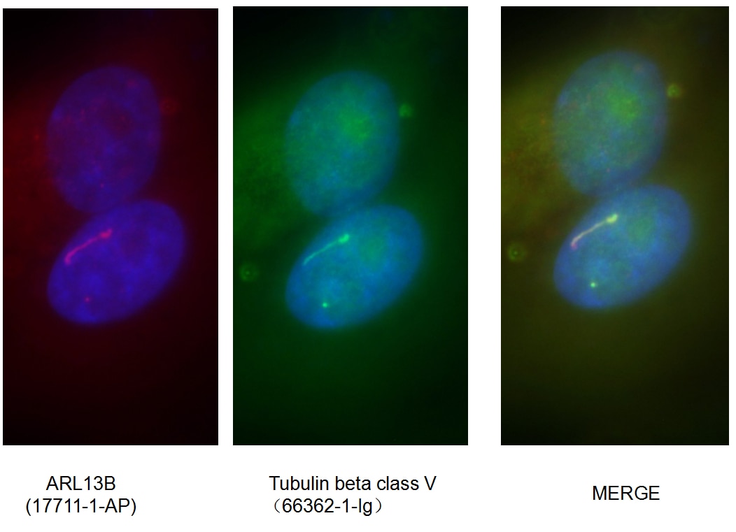 IF Staining of MDCK using 66362-1-Ig