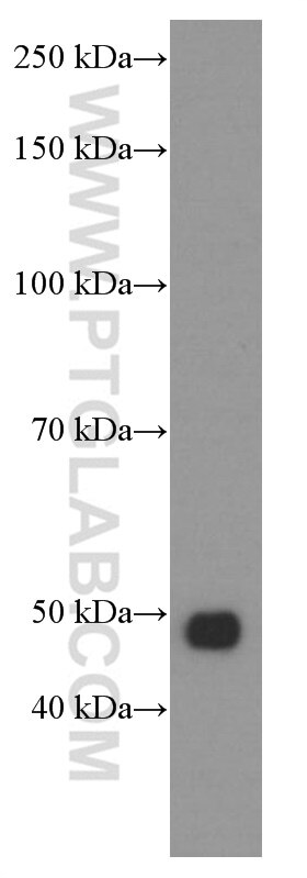 Western Blot (WB) analysis of human testis tissue using Tubulin Beta Class V Monoclonal antibody (66362-1-Ig)