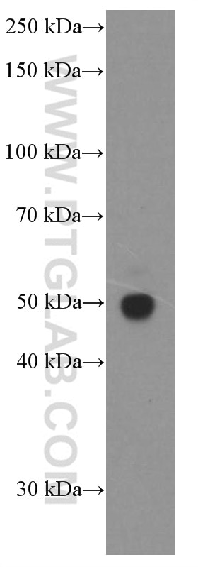 Western Blot (WB) analysis of NIH/3T3 cells using Tubulin Beta Class V Monoclonal antibody (66362-1-Ig)
