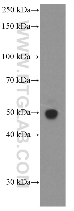 WB analysis of NIH/3T3 using 66362-1-Ig