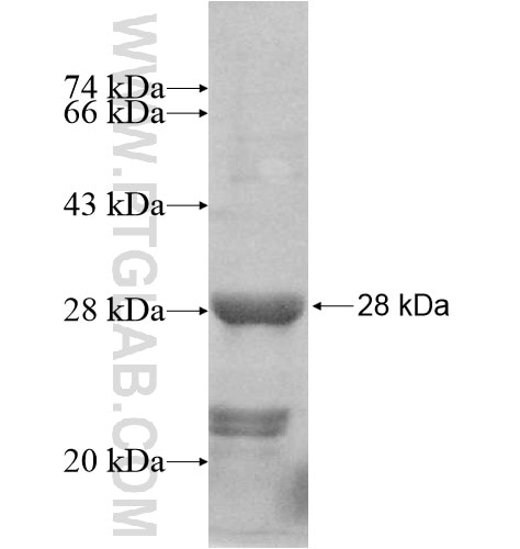 U2AF1L4 fusion protein Ag10949 SDS-PAGE