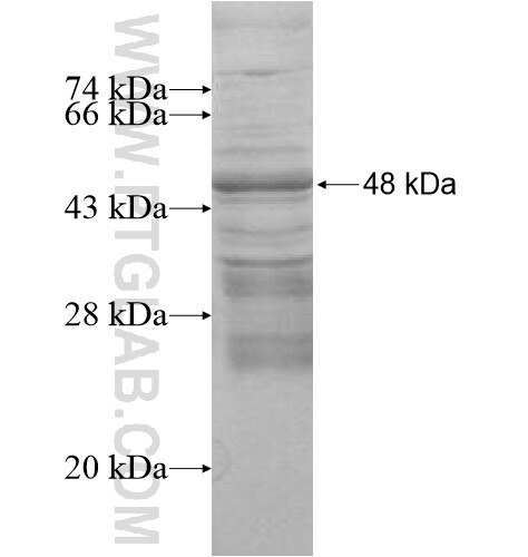 U2AF1L4 fusion protein Ag10979 SDS-PAGE