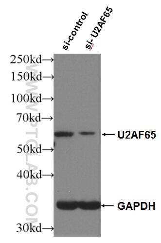 Western Blot (WB) analysis of HepG2 cells using U2AF65 Polyclonal antibody (15624-1-AP)