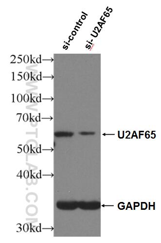 WB analysis of HepG2 using 15624-1-AP