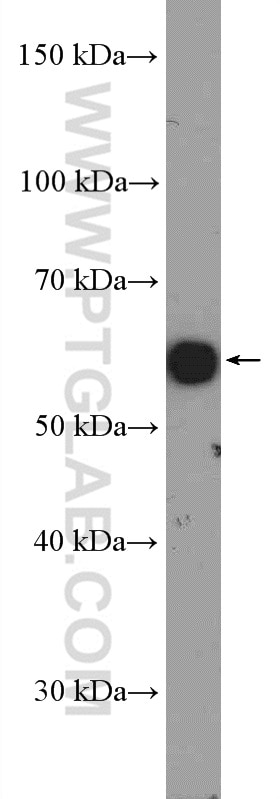 Western Blot (WB) analysis of HEK-293T cells using U2AF65 Polyclonal antibody (15624-1-AP)