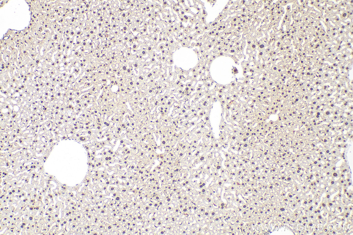 Immunohistochemistry (IHC) staining of mouse liver tissue using U2AF2/U2AF65 Monoclonal antibody (68166-1-Ig)