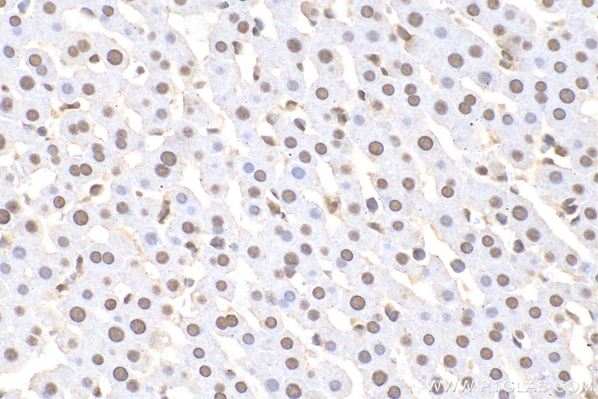 Immunohistochemistry (IHC) staining of rat liver tissue using U2AF2 Monoclonal antibody (68166-1-Ig)