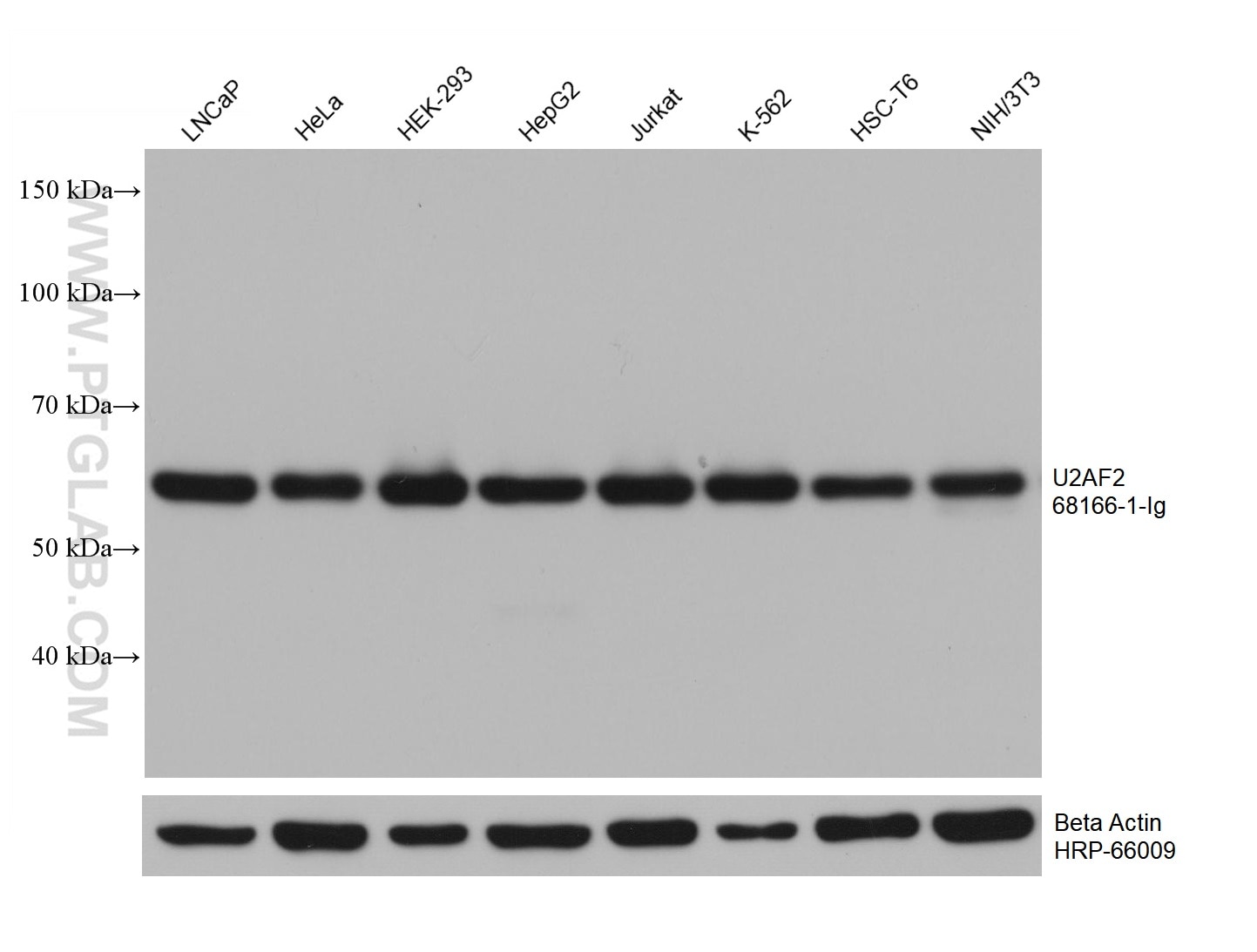 Western Blot (WB) analysis of various lysates using U2AF2/U2AF65 Monoclonal antibody (68166-1-Ig)