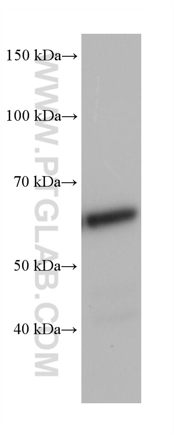 Western Blot (WB) analysis of 4T1 cells using U2AF2/U2AF65 Monoclonal antibody (68166-1-Ig)