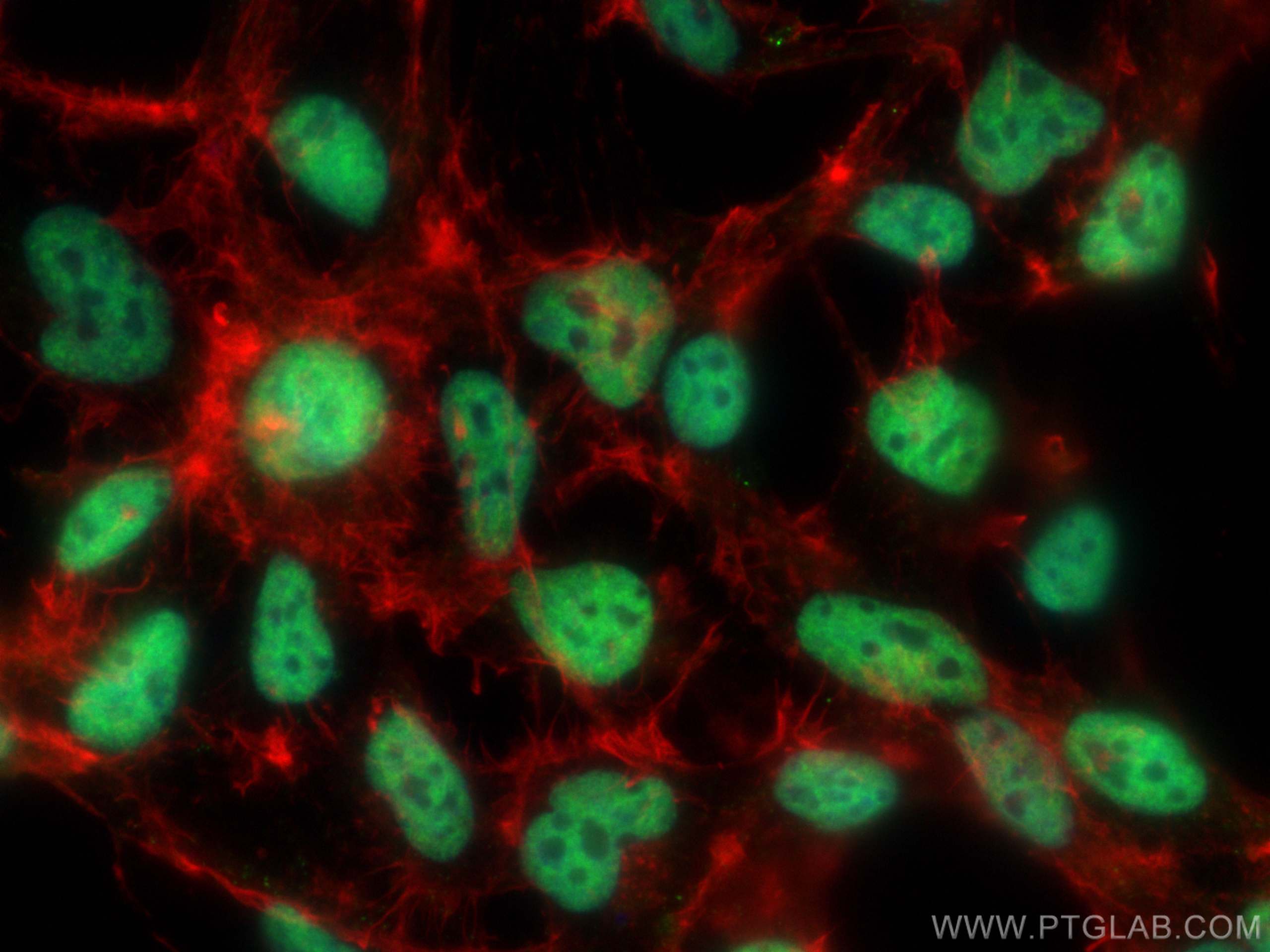 Immunofluorescence (IF) / fluorescent staining of HEK-293 cells using CoraLite® Plus 488-conjugated U2AF2 Monoclonal ant (CL488-68166)