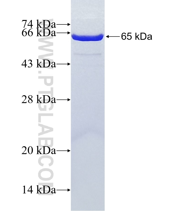 U2AF2 fusion protein Ag8070 SDS-PAGE