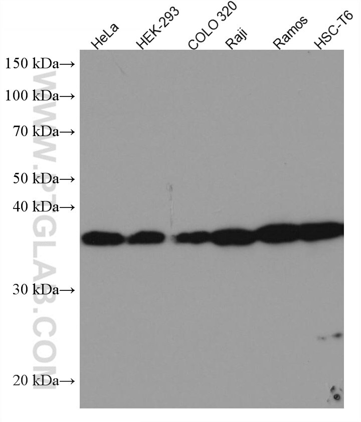 Western Blot (WB) analysis of various lysates using U2AF35 Monoclonal antibody (60289-1-Ig)