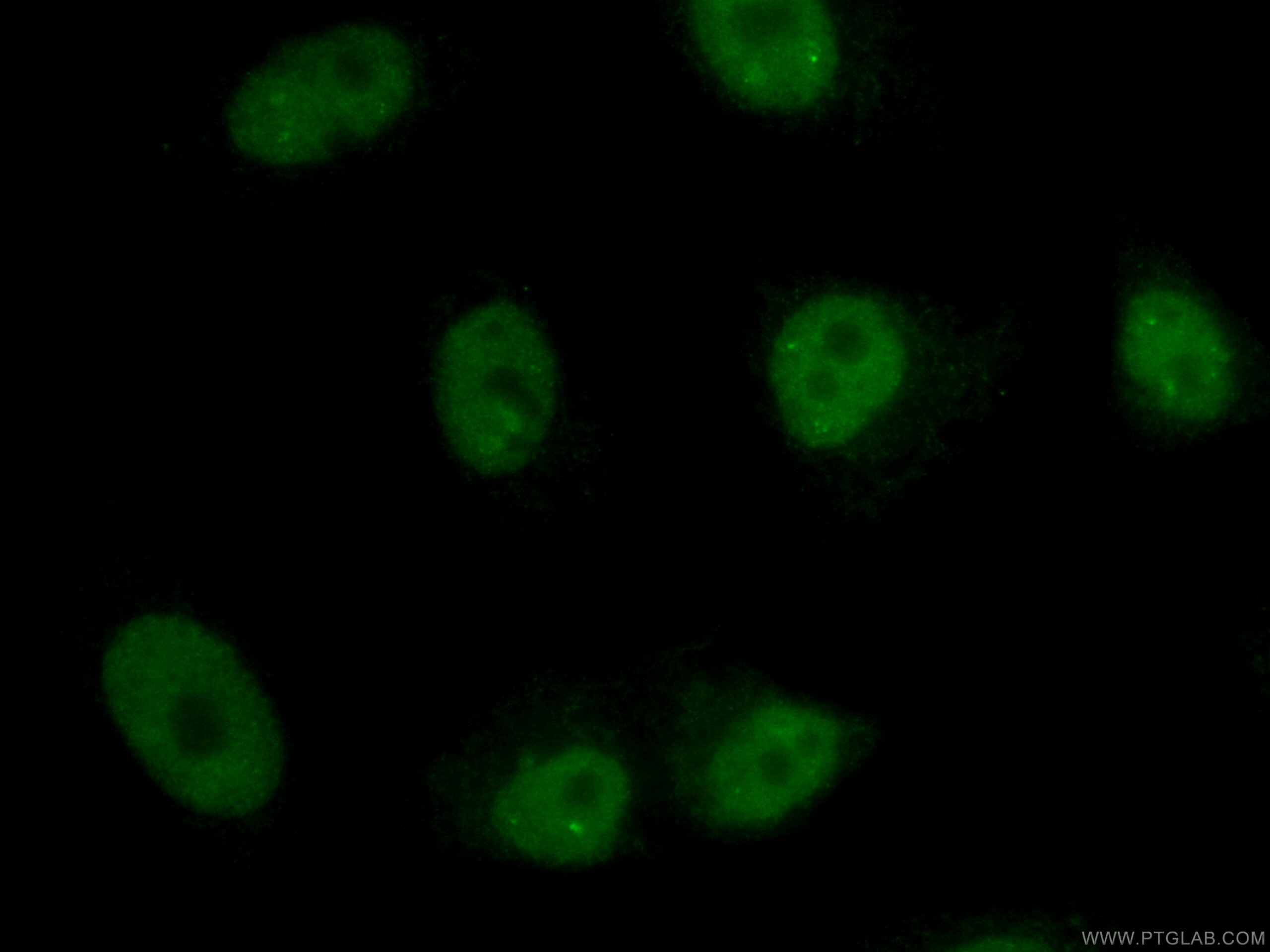 Immunofluorescence (IF) / fluorescent staining of HepG2 cells using CoraLite® Plus 488-conjugated U2AF35 Monoclonal an (CL488-60289)