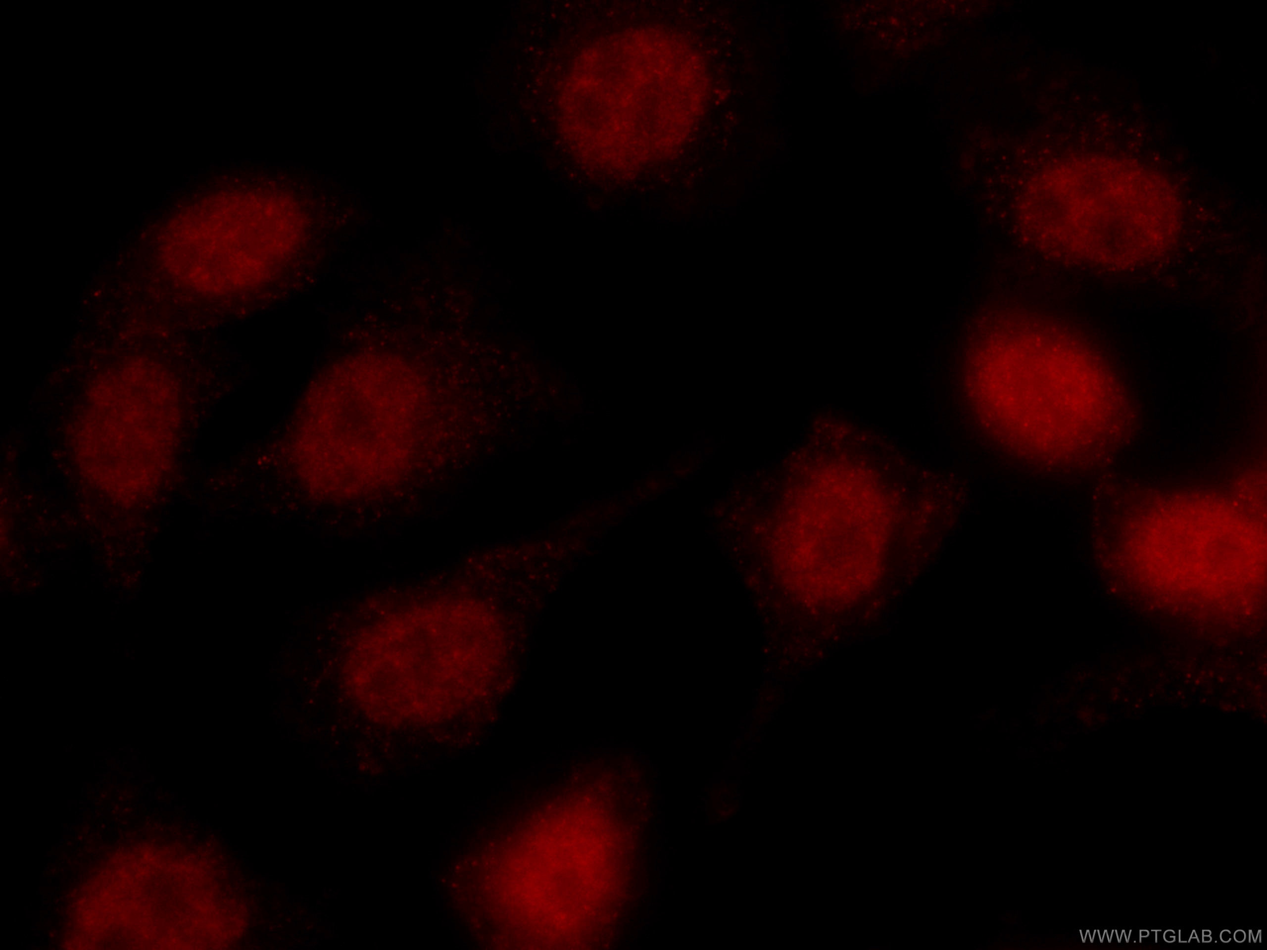 Immunofluorescence (IF) / fluorescent staining of HepG2 cells using CoraLite®594-conjugated U2AF35 Monoclonal antibody (CL594-60289)