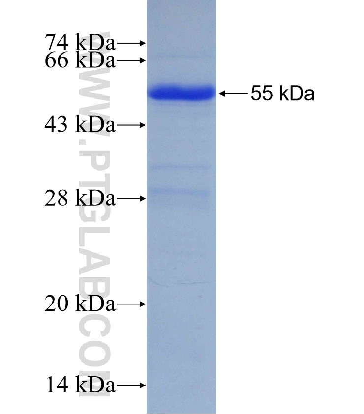 U2AF35 fusion protein Ag0399 SDS-PAGE