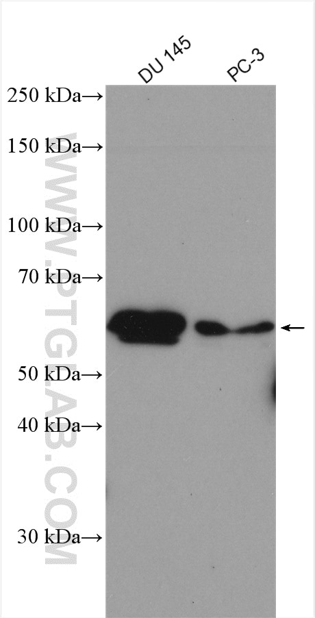 Western Blot (WB) analysis of various lysates using UAP1 Polyclonal antibody (16318-1-AP)