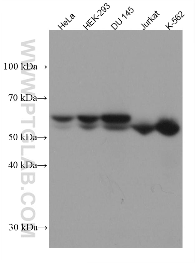 Western Blot (WB) analysis of various lysates using UAP1 Monoclonal antibody (67545-1-Ig)