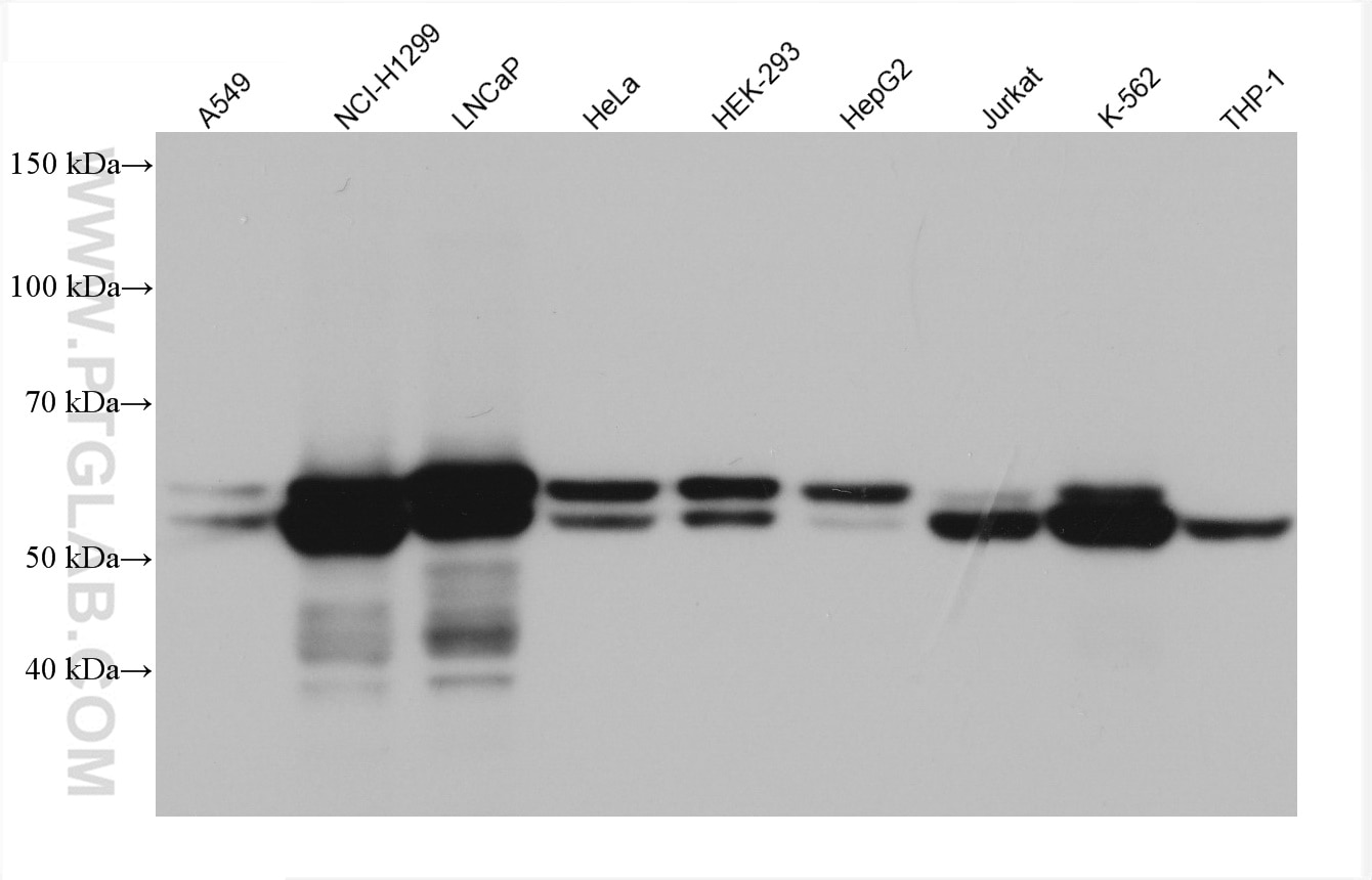 Western Blot (WB) analysis of various lysates using UAP1 Monoclonal antibody (67545-1-Ig)