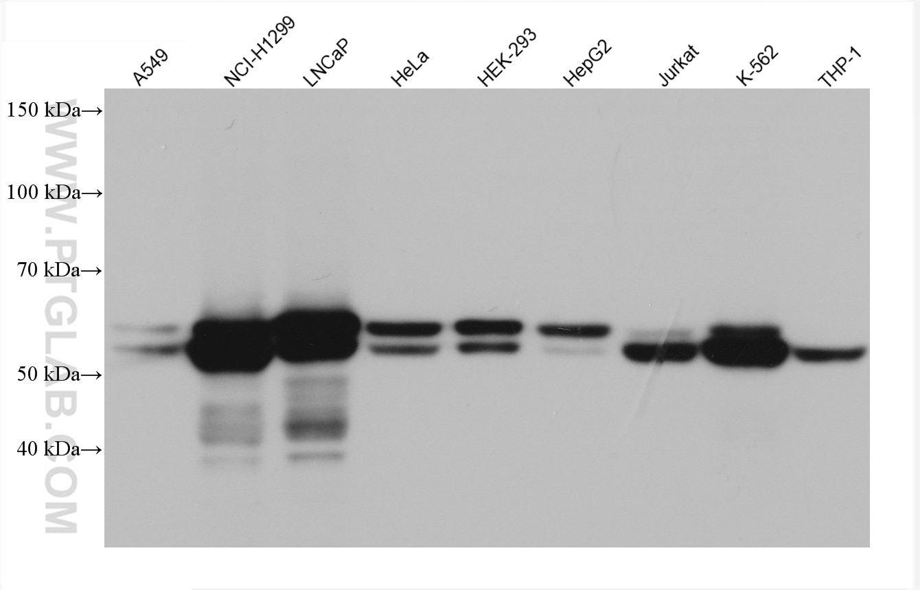 WB analysis using 67545-1-Ig