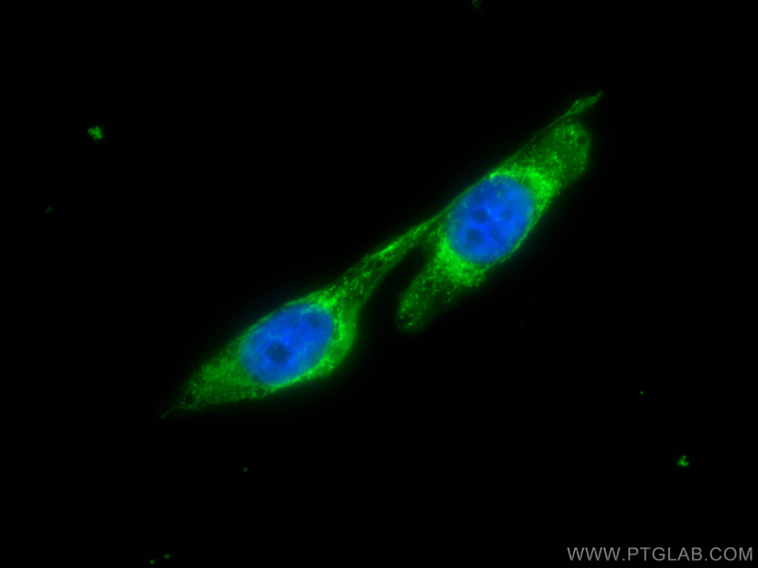 Immunofluorescence (IF) / fluorescent staining of PC-3 cells using CoraLite® Plus 488-conjugated UAP1 Monoclonal anti (CL488-67545)