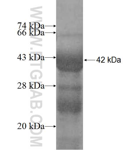 UAP1 fusion protein Ag9513 SDS-PAGE